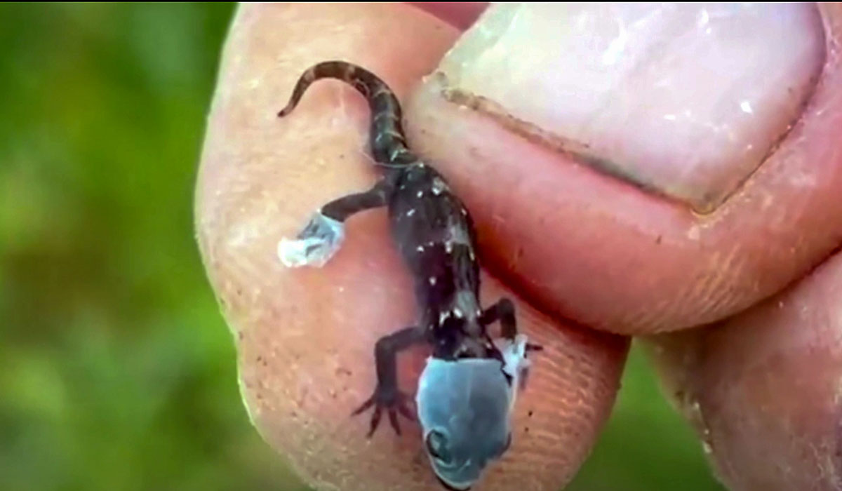 Ant Attack : les 68 geckos de l'îlot Vacoas sauvés in extremis